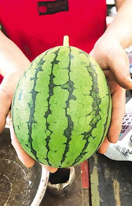 青岛姐弟吃瓜,一场甜蜜的夏日食瓜盛宴