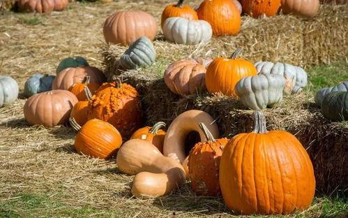 渭职院吃瓜,揭秘校园热点背后的故事