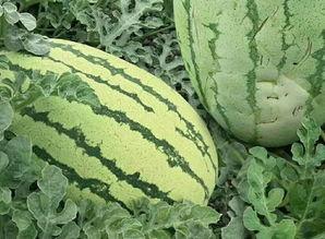 都是在哪吃瓜的,揭秘全民“吃瓜”现象背后的社交奥秘