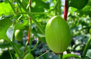 冬蜜瓜如何吃,解锁甜蜜味蕾之旅