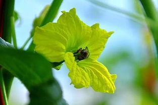 冬蜜瓜如何吃,解锁甜蜜味蕾之旅