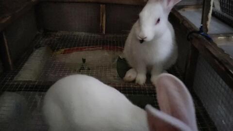 兔子吃角瓜吗,探究兔子是否食用角瓜的奥秘