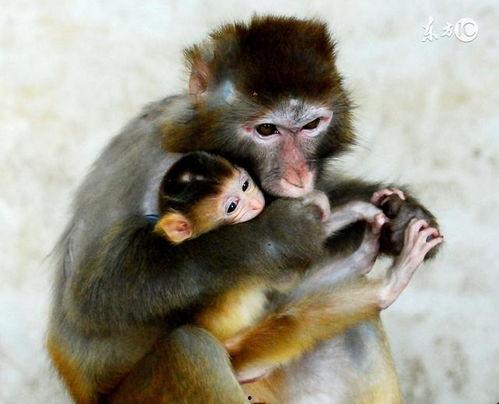 母猴吃瓜视频大全,萌态百出，趣味横生视频大盘点