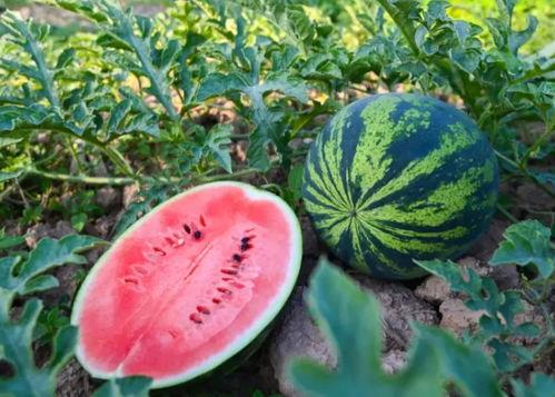 广德吃瓜,揭秘当地特色美食背后的故事