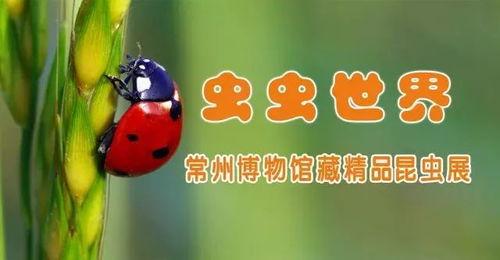 宅在家吃瓜视频,揭秘网络热门视频背后的故事