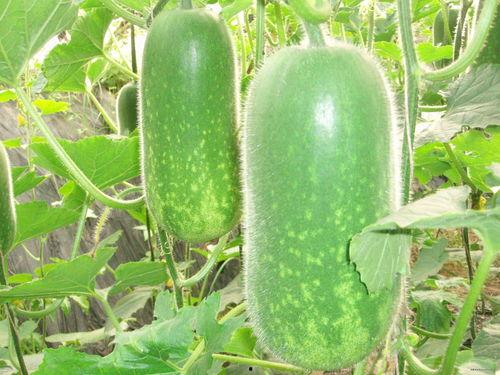 在南宁吃瓜资源大全