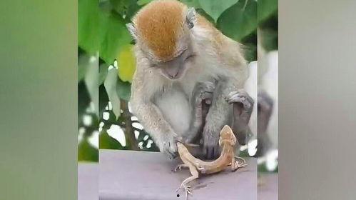 小猴吃瓜呢,趣味盎然的夏日食趣记