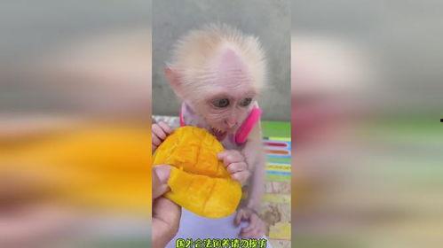 小猴吃瓜呢,趣味盎然的夏日食趣记