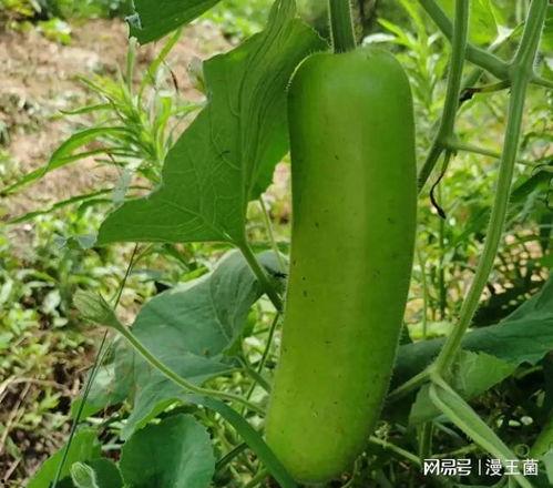 呼市大家吃的瓜,那些让人津津乐道的“瓜”