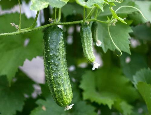 呼市大家吃的瓜,那些让人津津乐道的“瓜”