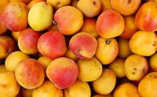 吃杏子能吃瓜吗,吃杏子后能吃瓜吗？揭秘水果搭配小常识