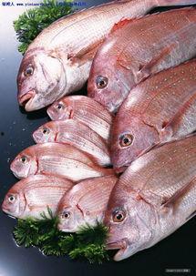 带你吃瓜海鱼图片,带你领略“带你吃瓜”的独特风味