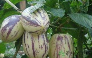 吃茄瓜胸闷,揭秘健康饮食中的潜在风险