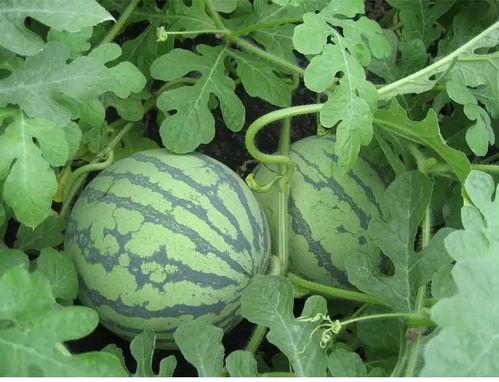 情意吃瓜全文,一场关于情感与美食的深度体验之旅