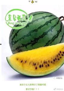 满世界吃瓜,揭秘娱乐圈的甜蜜与苦涩