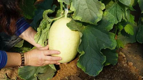带眼吃瓜,揭秘娱乐圈背后的真相与八卦