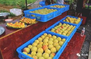 全国吃瓜比赛视频,全国吃瓜大赛精彩瞬间大盘点