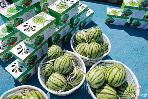 串子吃瓜,揭秘网络热词背后的文化现象