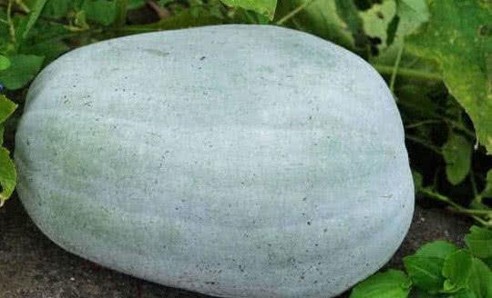 什么瓜不敢吃北瓜