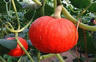 什么瓜不敢吃北瓜