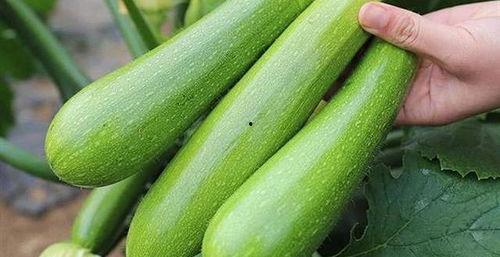 什么瓜不敢吃北瓜