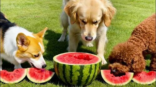 观赏狗吃瓜视频