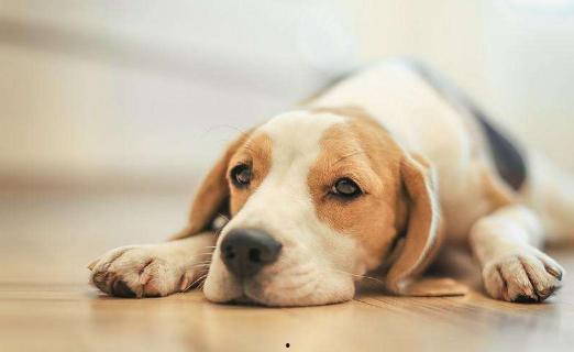 观赏狗吃瓜视频