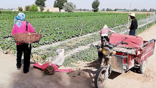 乡下吃瓜群众,揭秘乡村吃瓜群众的欢乐时光