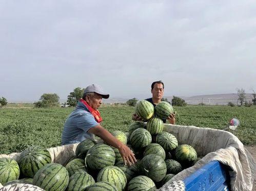 新疆招待游客吃瓜