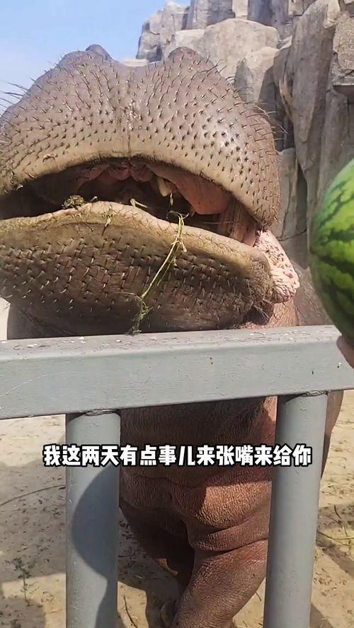 河马吃瓜视频配音,趣味横生，配音演绎生态奇观