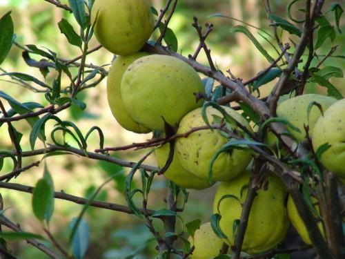 木瓜怎样吃佛手瓜怎样吃,木瓜与佛手瓜的多样食法探索