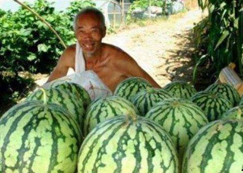 大爷站路边吃瓜,品尝美食瓜果乐享时光