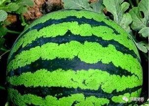 西瓜空洞瓜怎么吃,营养不浪费的美食攻略