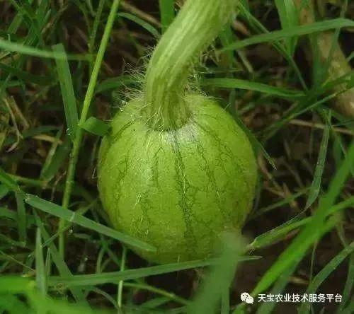 西瓜空洞瓜怎么吃,营养不浪费的美食攻略