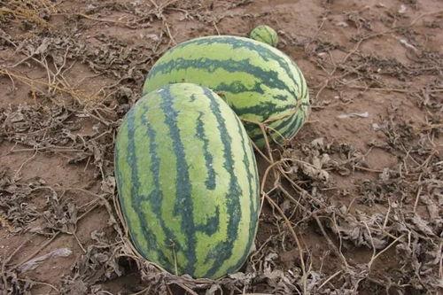 吃瓜小林子,吃瓜小林子的趣味生活点滴