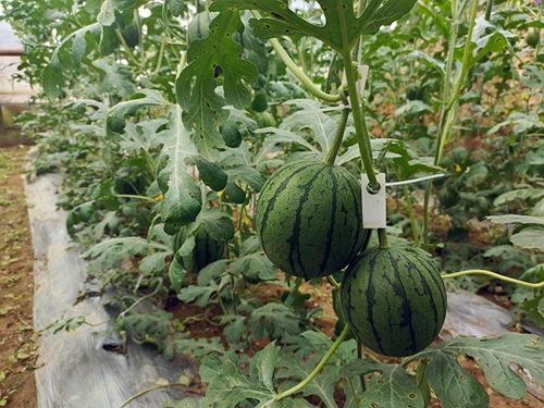 吃瓜小林子,吃瓜小林子的趣味生活点滴