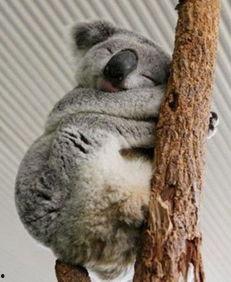 无尾熊吃瓜基地超级,揭秘吃瓜基地的奇幻之旅