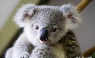 无尾熊吃瓜基地超级,揭秘吃瓜基地的奇幻之旅