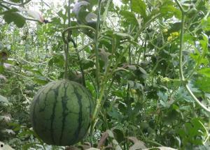 小凤瓜怎么吃最好,解锁美味新境界