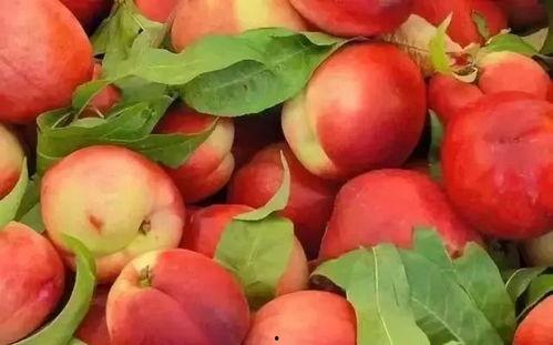 小孩吃瓜看着桃子,童趣盎然